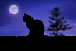 La nuit tous les chats....