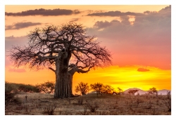 Baobab africain, de JPP : Gagnant du concours avec 188 points (31 votes)